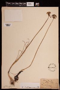 Allium stellatum image