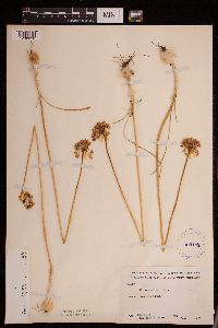 Allium stellatum image