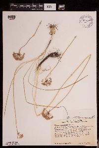 Allium stellatum image