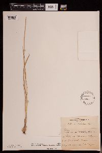 Allium stellatum image