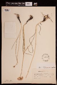 Allium stellatum image