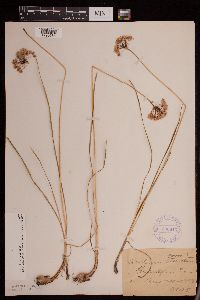 Allium stellatum image