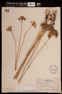 Allium stellatum image