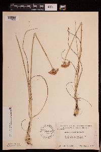 Allium stellatum image