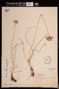 Allium stellatum image