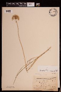 Allium stellatum image