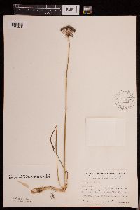 Allium stellatum image