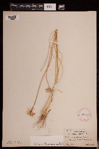 Allium stellatum image