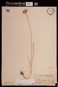 Allium stellatum image