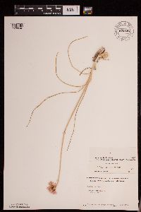 Allium stellatum image