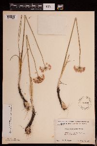 Allium stellatum image