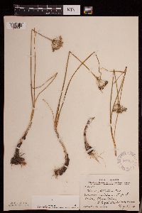 Allium stellatum image