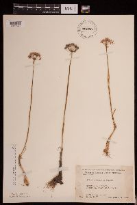 Allium stellatum image