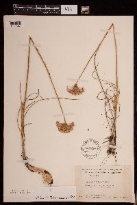 Allium stellatum image