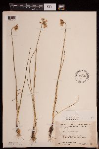 Allium stellatum image
