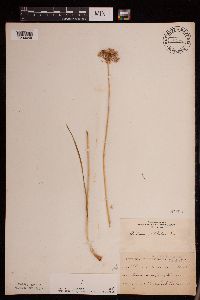 Allium stellatum image