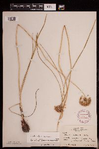 Allium stellatum image