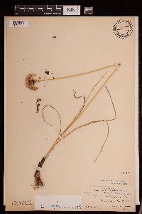Allium stellatum image