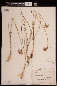 Allium stellatum image