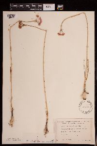 thumbnail image of current specimen