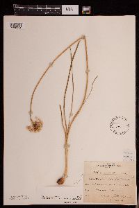Allium stellatum image