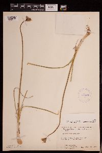 Allium stellatum image