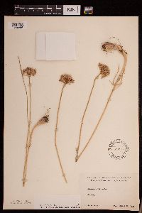 Allium stellatum image