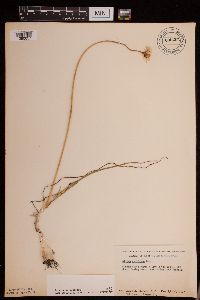 Allium stellatum image