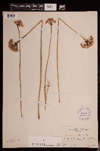 Allium stellatum image