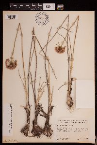 Allium stellatum image