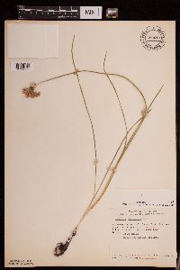 Allium stellatum image