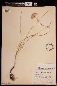 Allium stellatum image