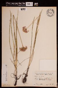 Allium stellatum image