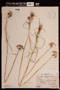 Allium stellatum image