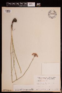 Allium stellatum image