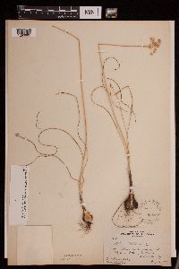 Allium stellatum image