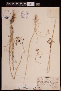 Allium stellatum image