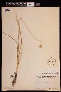 Allium stellatum image