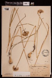 Allium stellatum image