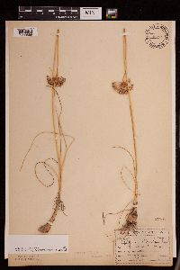 Allium stellatum image