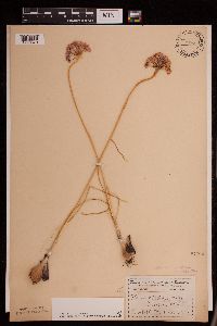 Allium stellatum image