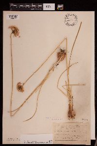 Allium stellatum image