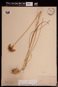 Allium stellatum image