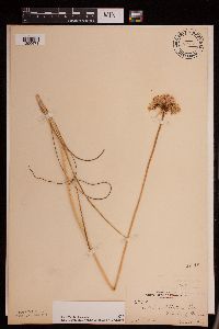 Allium stellatum image