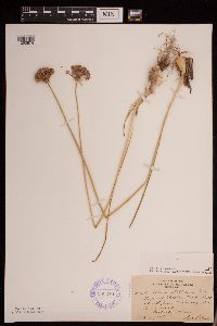 Allium stellatum image