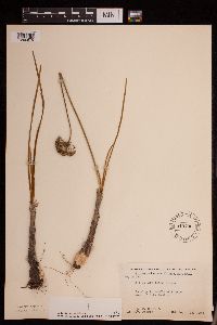 Allium stellatum image