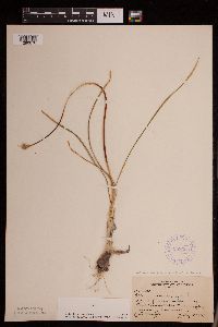 Allium stellatum image