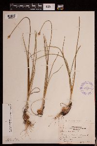thumbnail image of current specimen