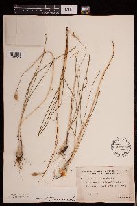 Allium stellatum image