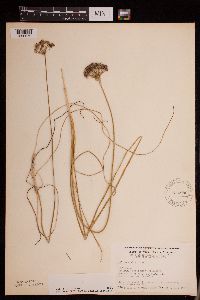 Allium stellatum image